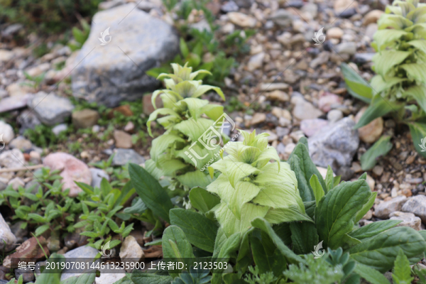 白苞筋骨花