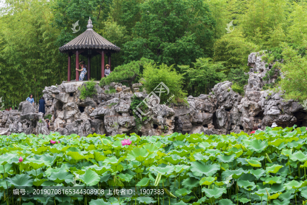 荷花池景觀