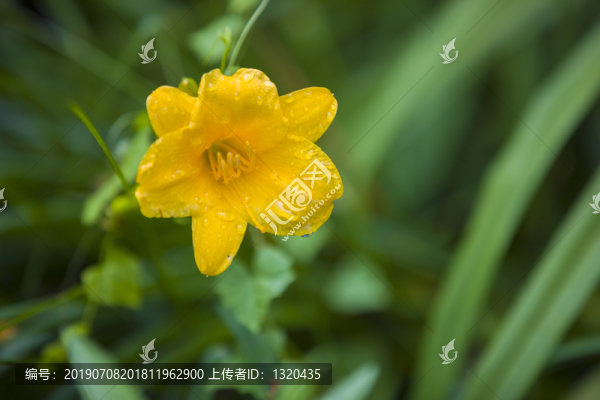小萱草花
