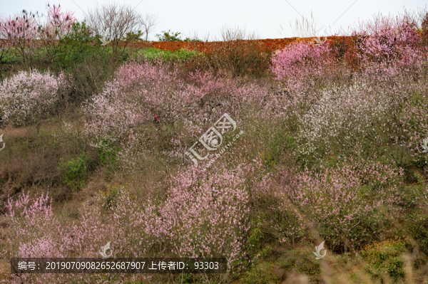 桃林