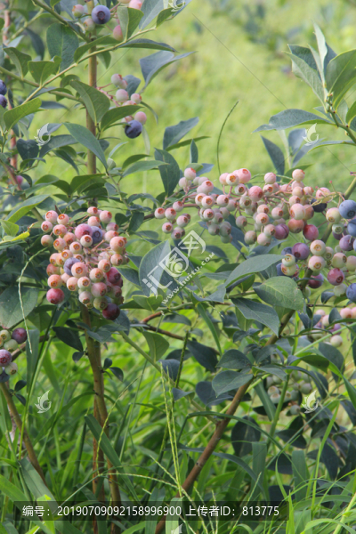 鮮果藍莓園