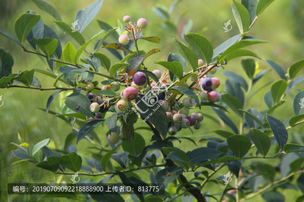 種植園藍莓
