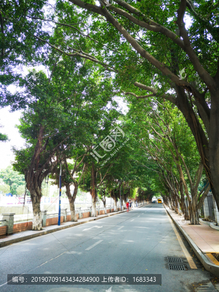 高清攝影素材林蔭道背景