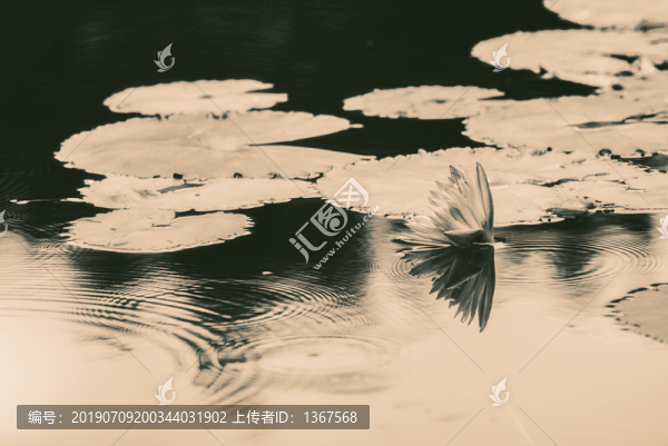 蓮花池老照片