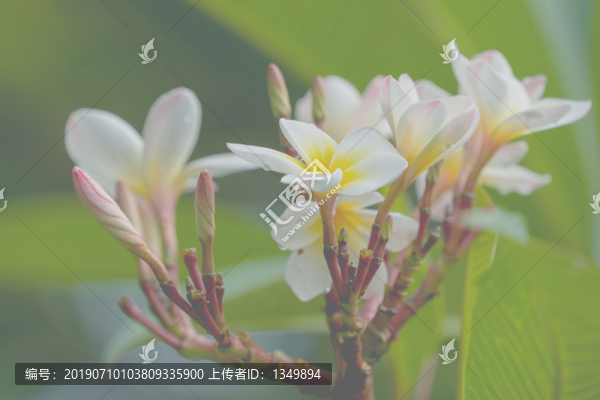 雞蛋花