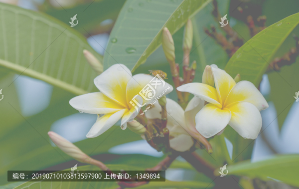 雞蛋花