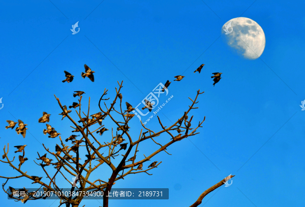 奔月