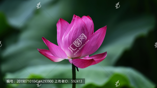 夏日荷花蓮花007