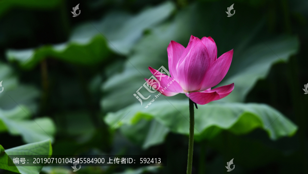 夏日荷花蓮花008
