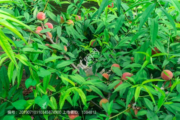 水蜜桃