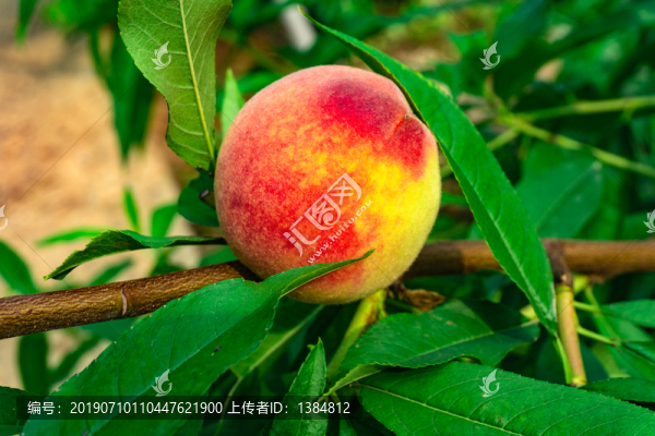 水蜜桃