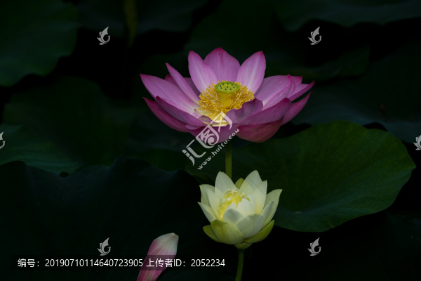 荷花