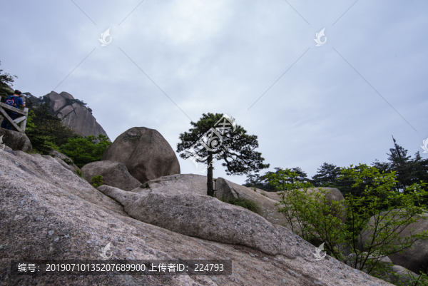 天柱山奇松