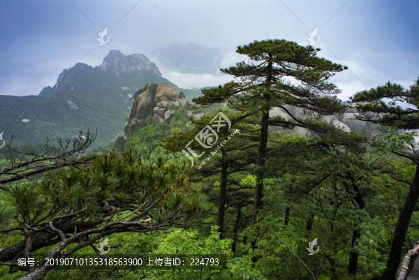 天柱山奇松