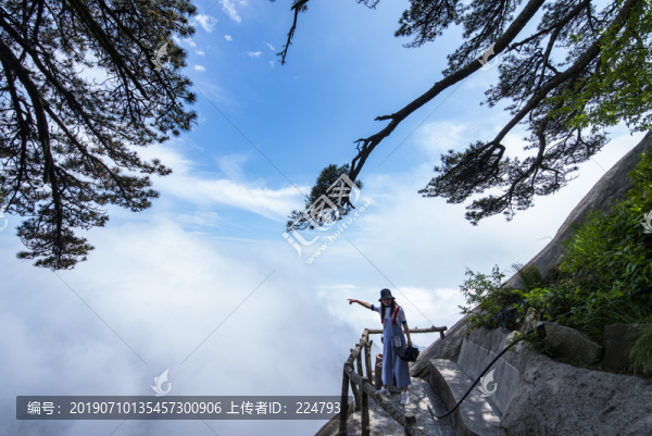 天柱山奇松
