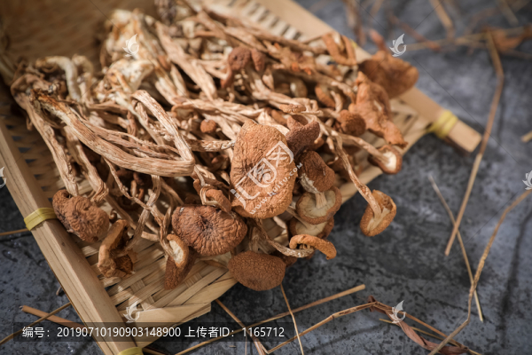 茶樹(shù)菇