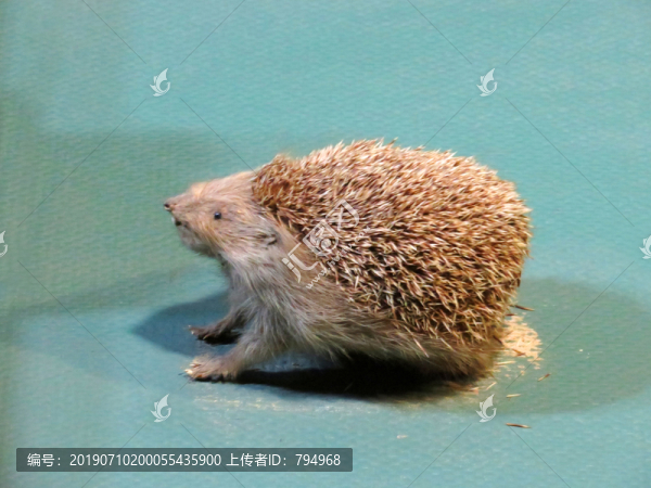 刺猬標(biāo)本