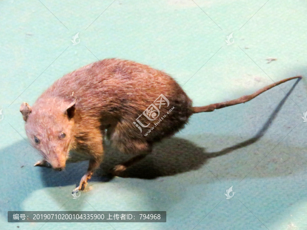中華竹鼠標(biāo)本