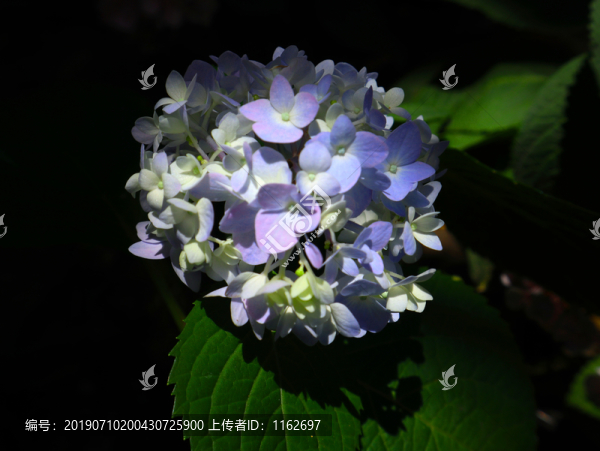繡球花