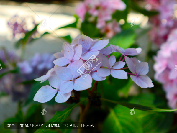 繡球花