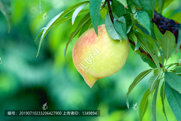 鷹嘴桃