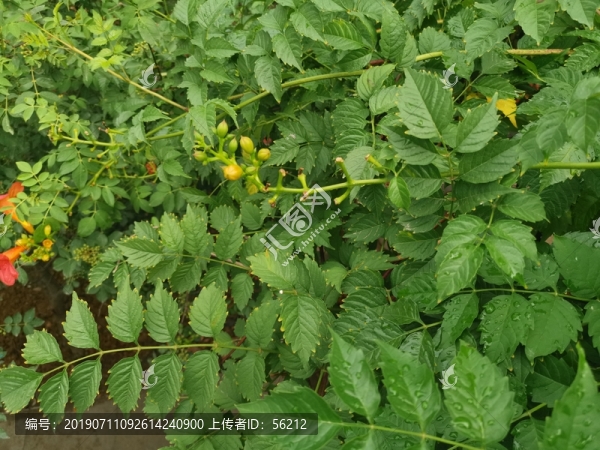 草叢綠葉