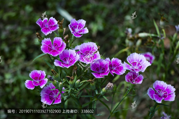 紫色石竹花