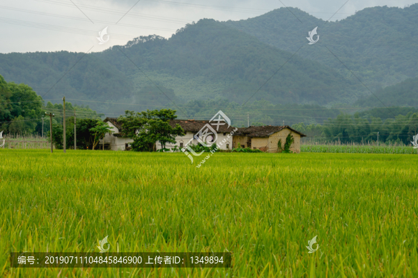 水稻田