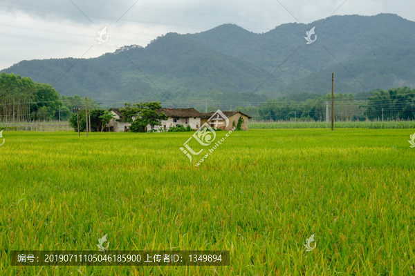 水稻田