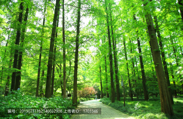 樹林