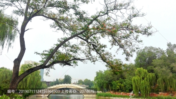 樹與橋