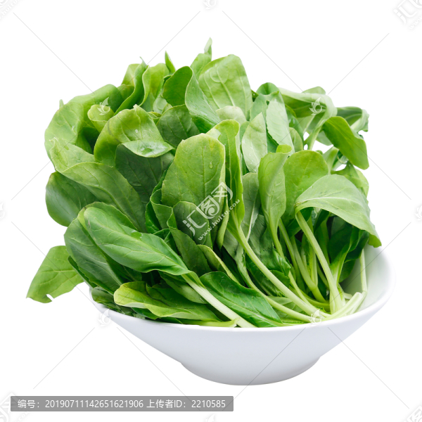 雞毛菜