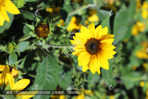 向日葵花