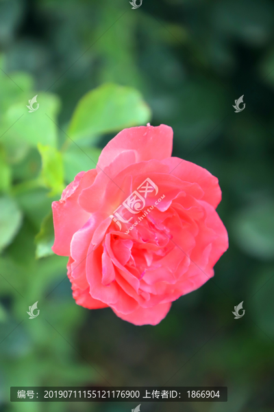 唯美月季花