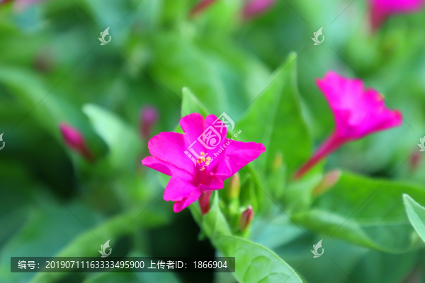 地雷花