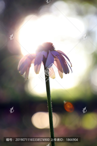 唯美花朵