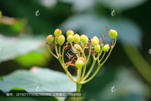 歐洲莢迷高清圖