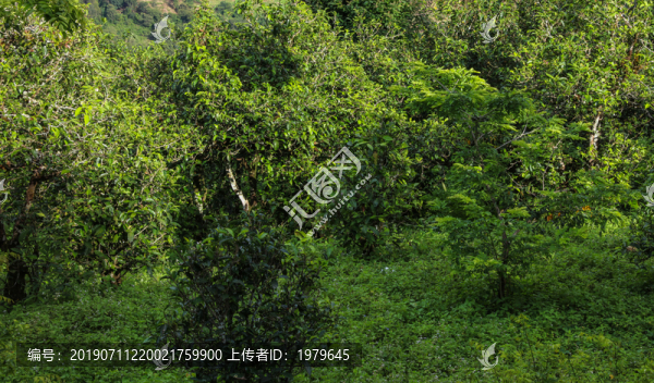 古樹茶園