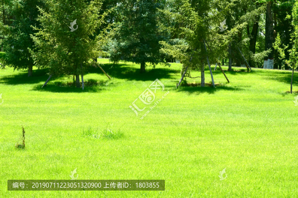 綠草地