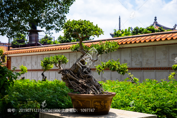 榕樹盆景