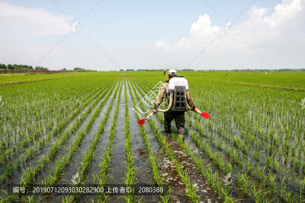 水稻人工追肥