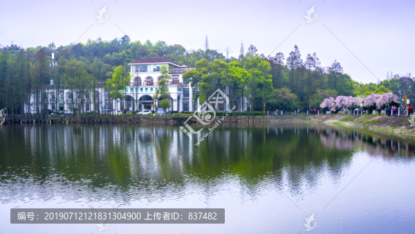 櫻花湖畔