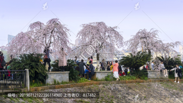 櫻花盛開