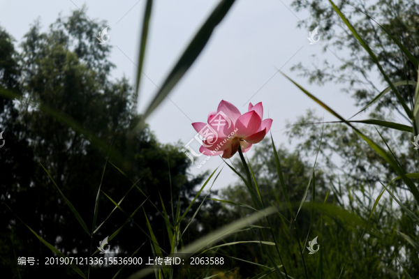 荷花