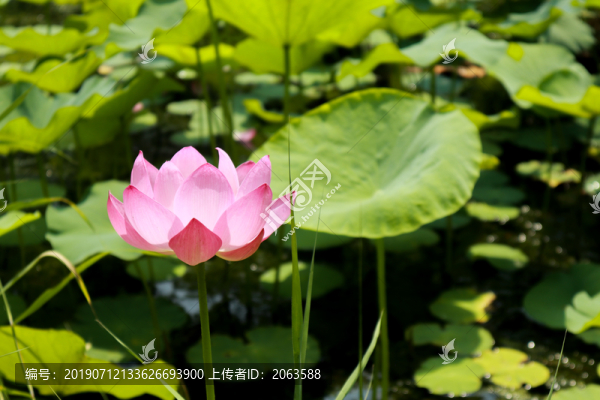 荷花