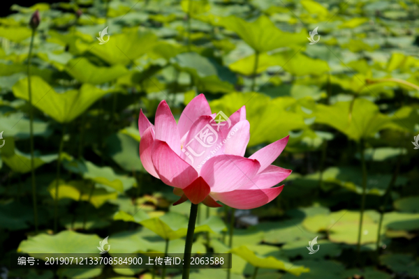 荷花