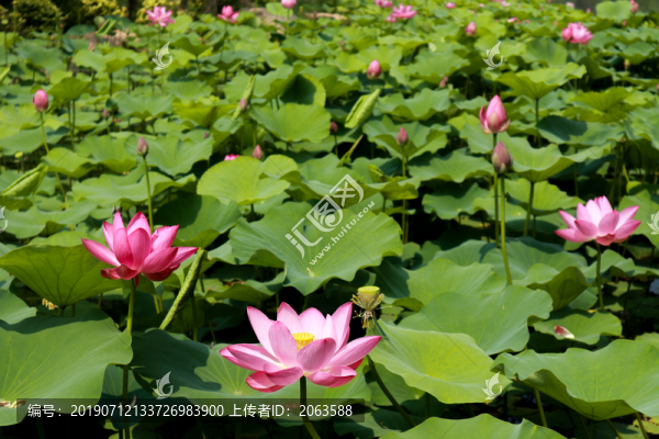 荷花