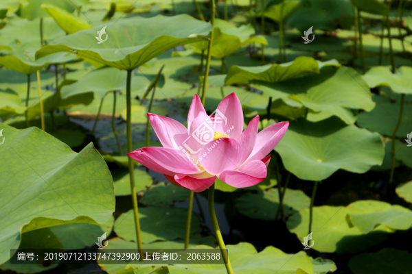 荷花