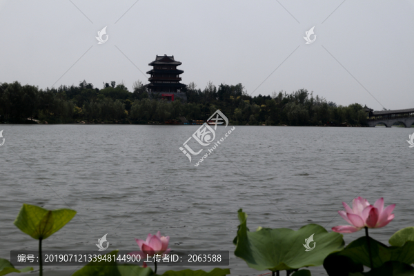 荷花