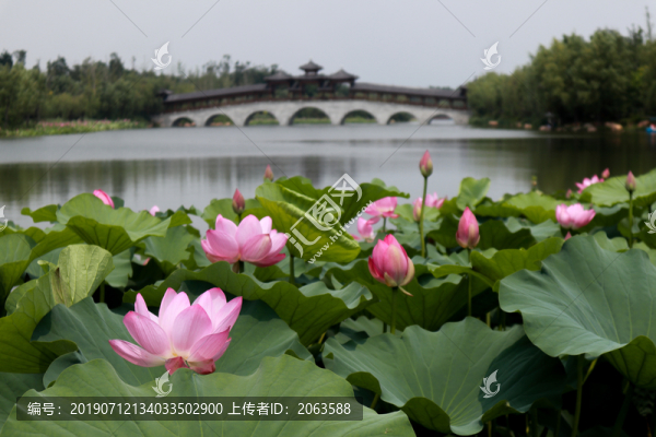 荷花